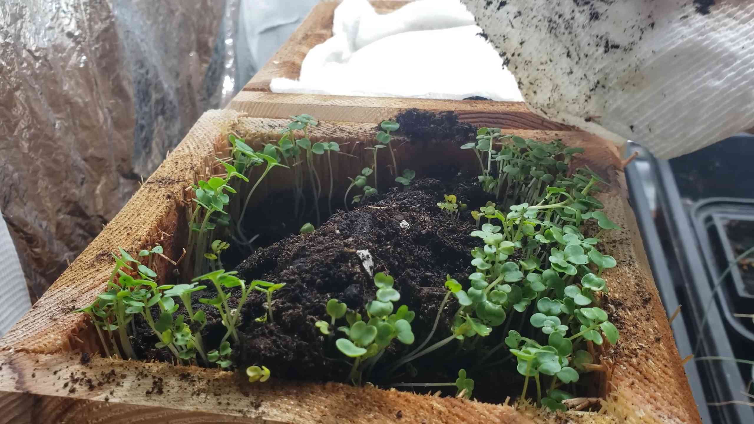 Grow Basil Indoors