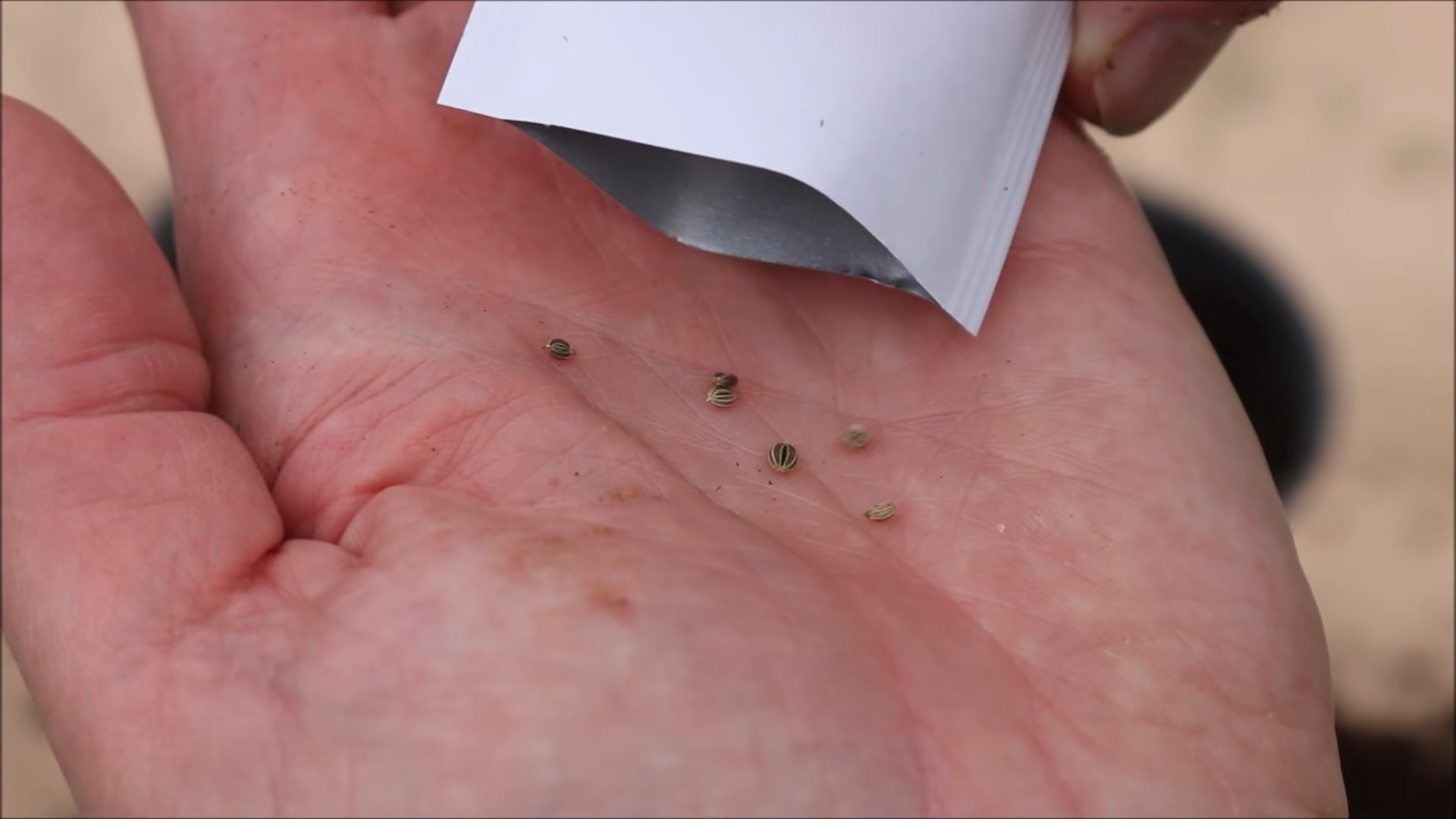 Growing Parsley Indoors