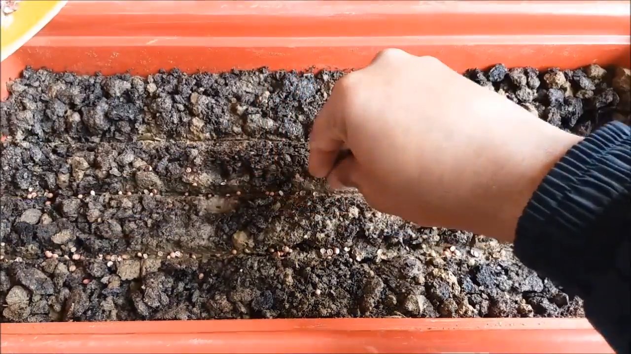 Growing Cilantro Small Spaces
