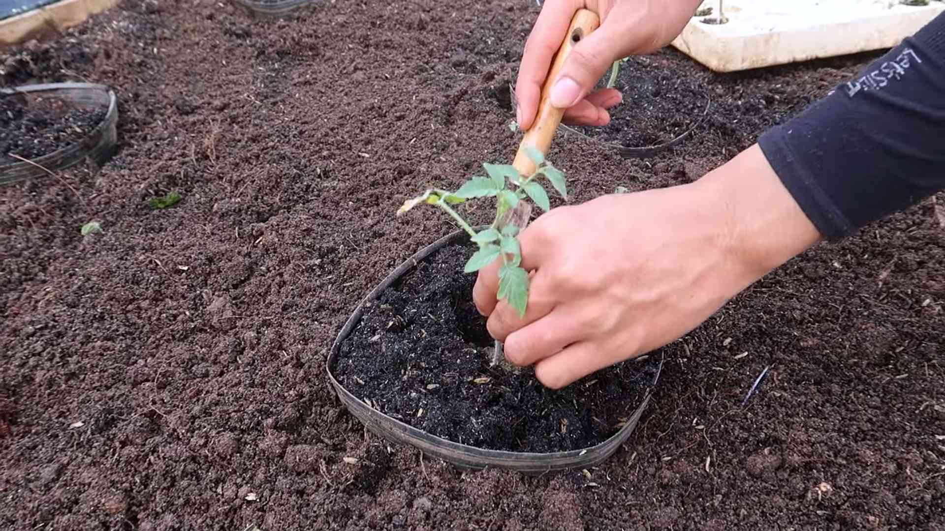 All Season Tomato Growing Tips