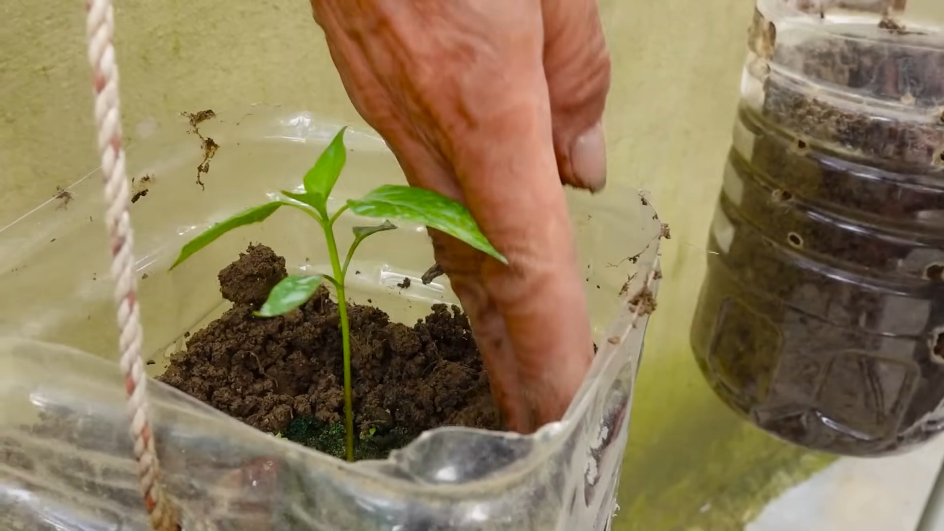 Grow Chili Peppers Anywhere