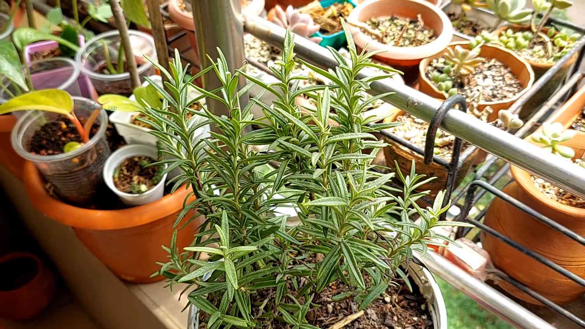 Growing Rosemary in Containers