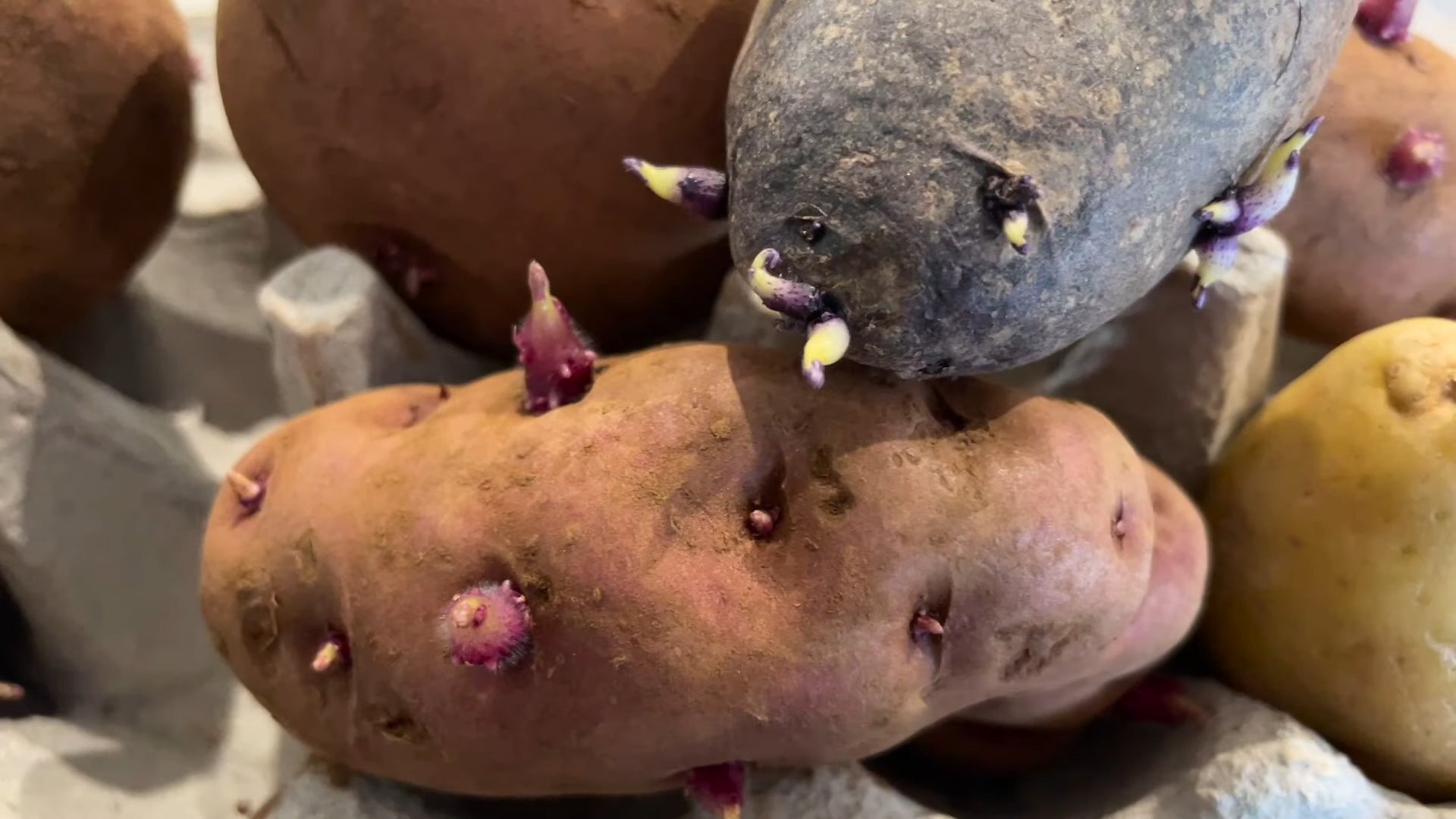 Harvesting Potatoes at Home