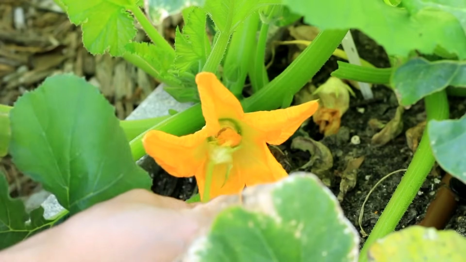 Zucchini Home Gardening Guide