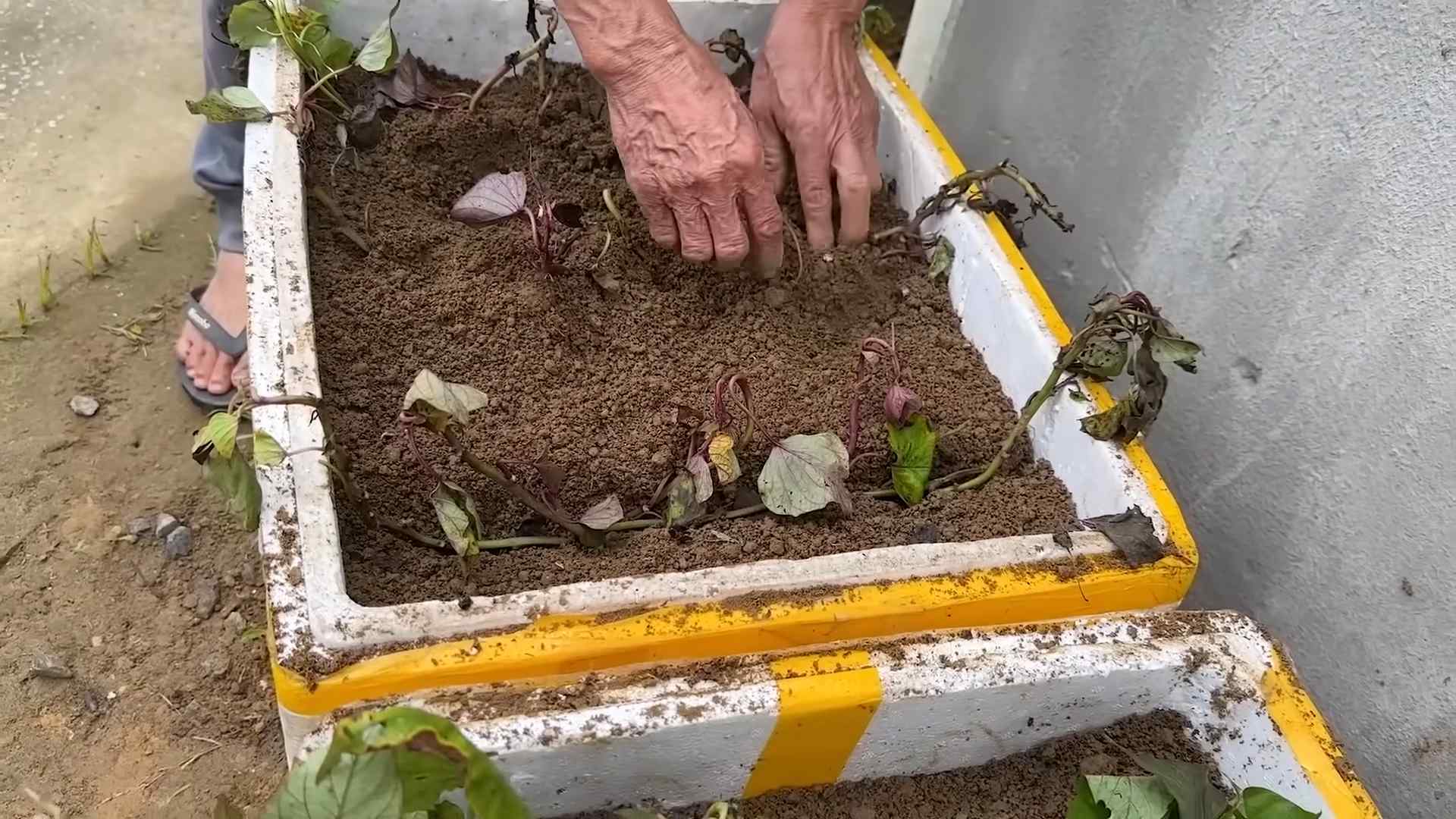 Sweet Potato Cooking Method