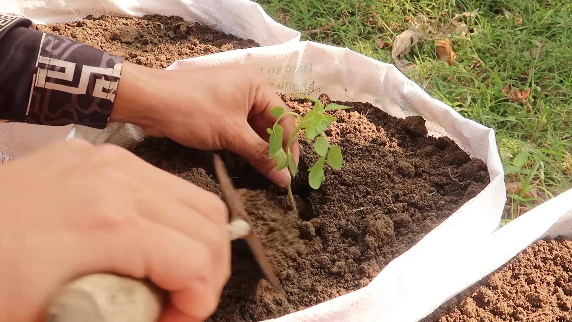Grow Tomatoes Home
