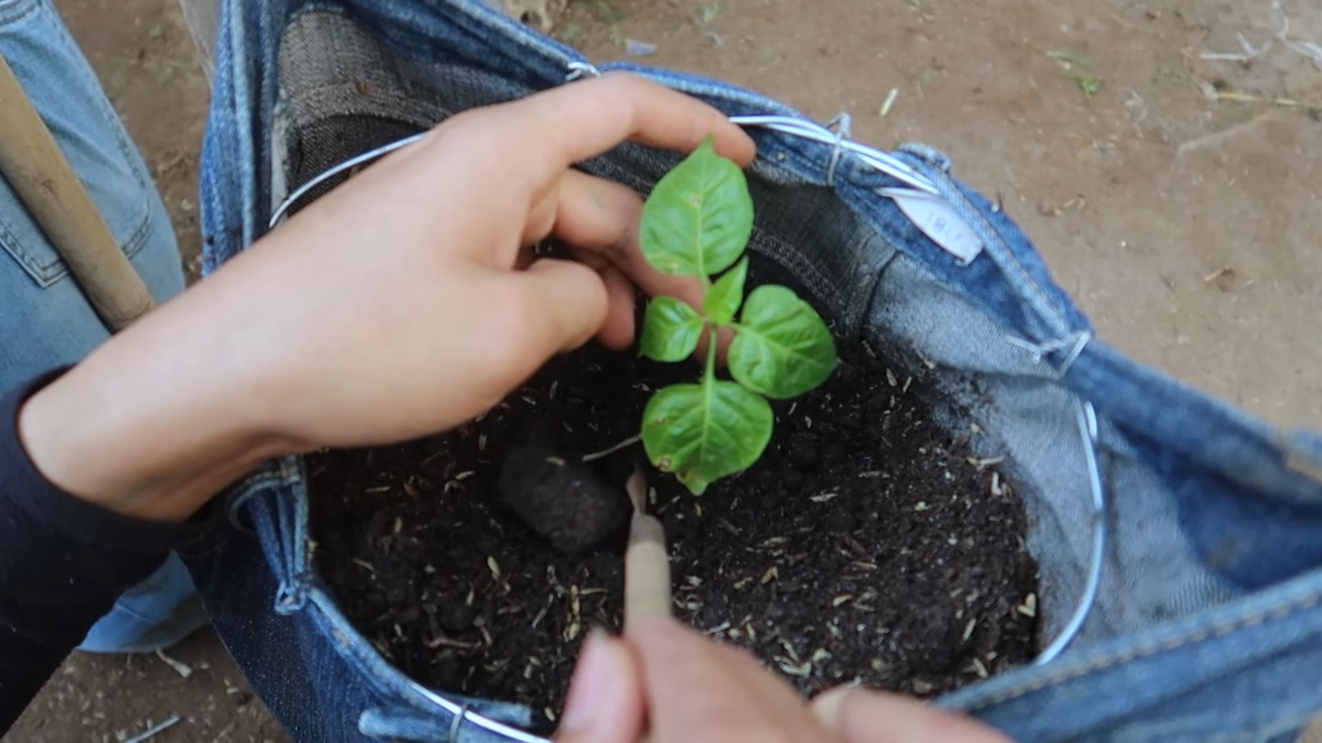 Upcycled jeans for pepper plants