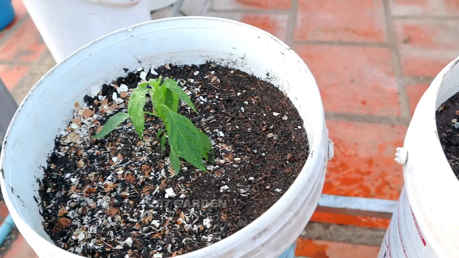Chili Plant Container Gardening