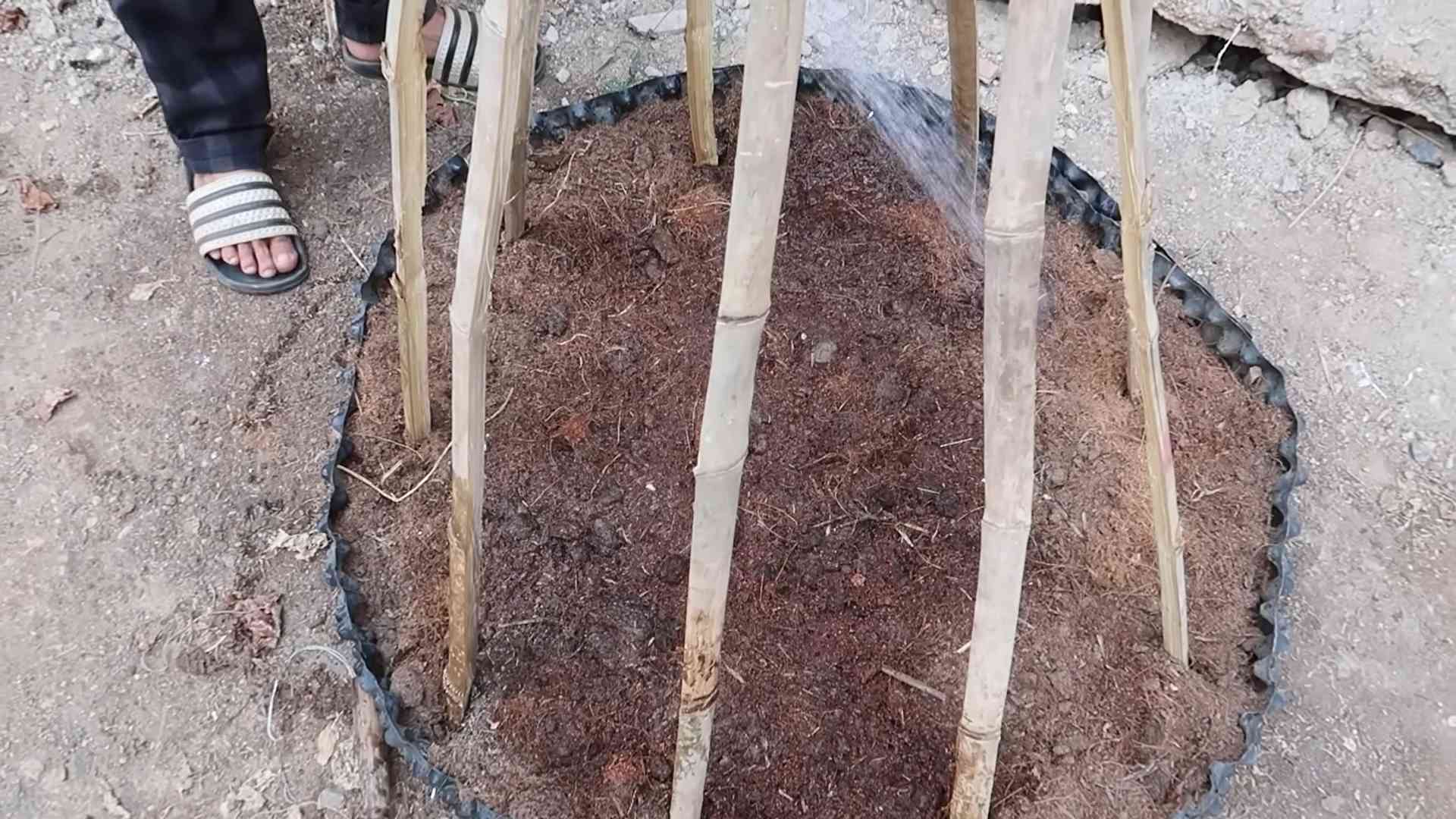 Perpetual Spinach Growing Tips