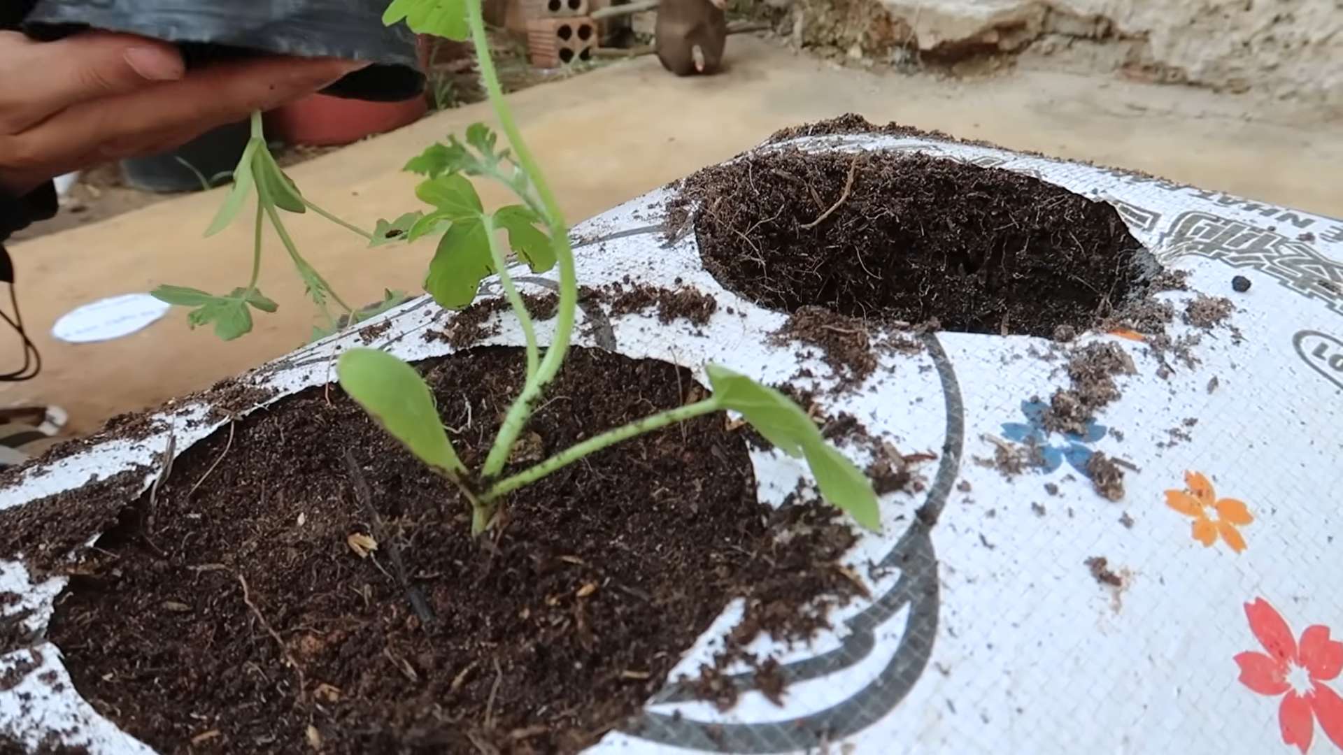Growing Watermelons Without Land