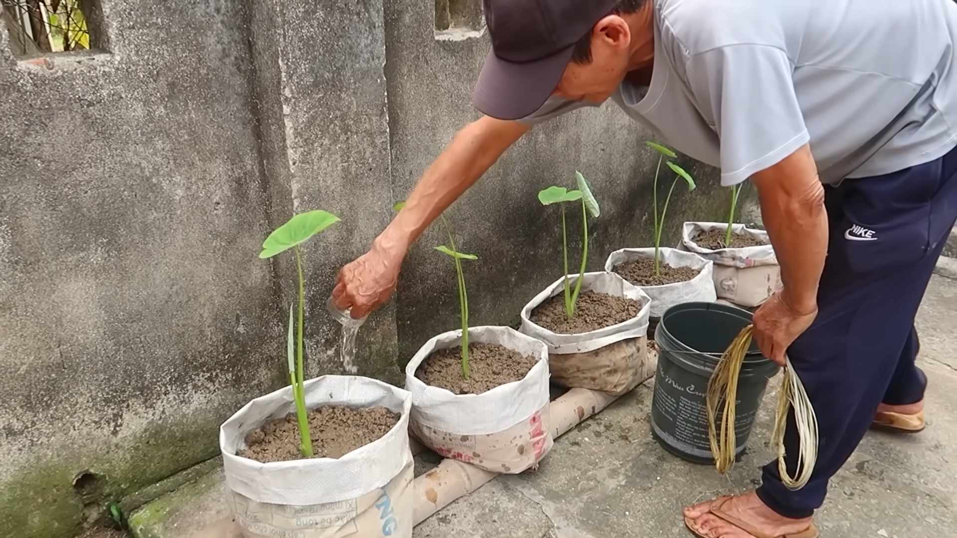 Grow Taro Indoors Organically