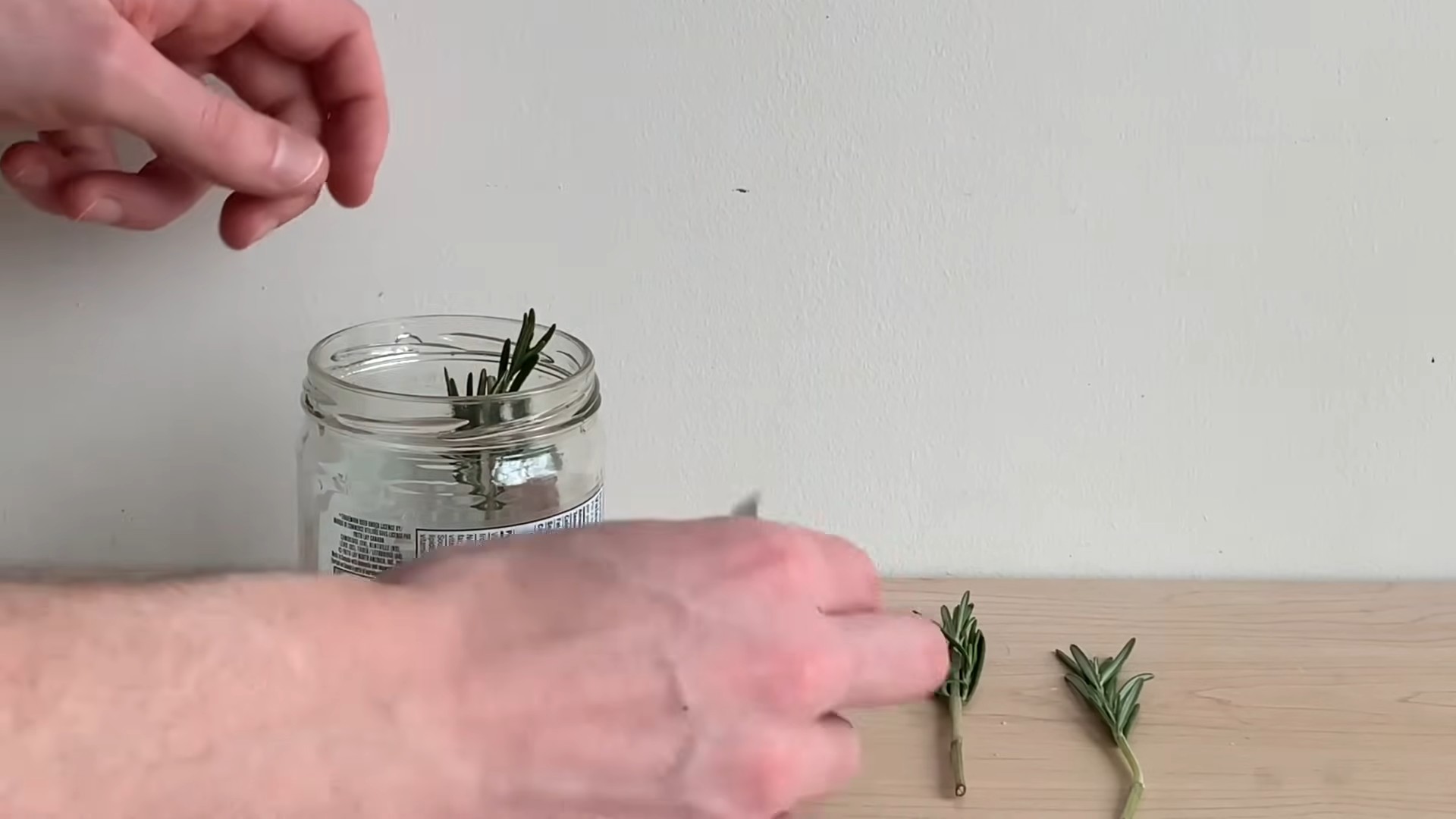 Hydroponic Rosemary Growing Indoors