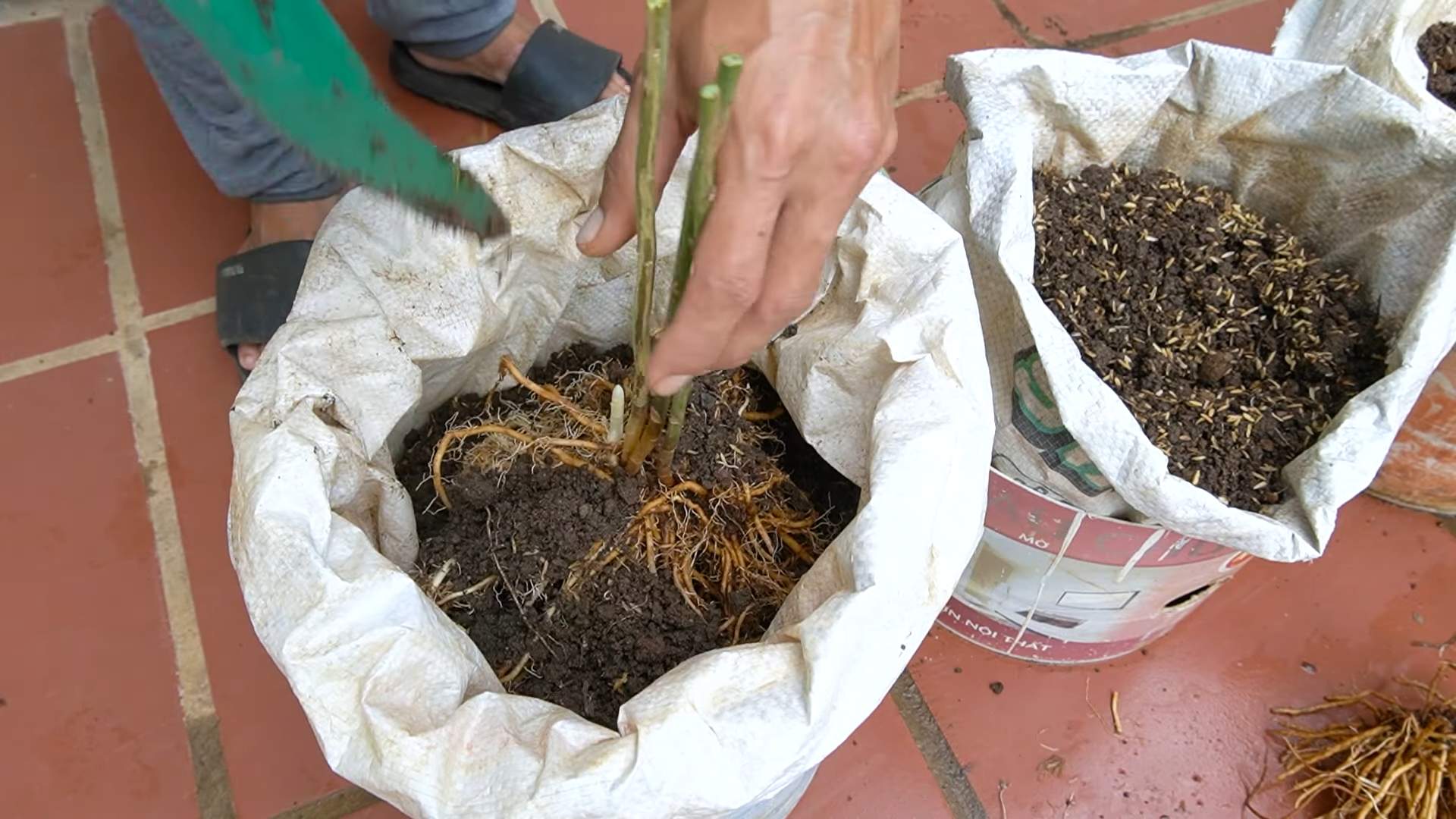 Grow Asparagus Easily