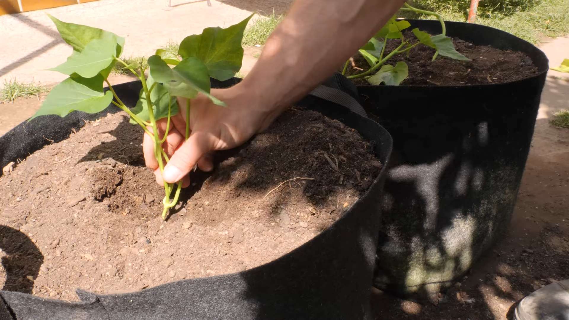 Grow Sweet Potatoes at Home