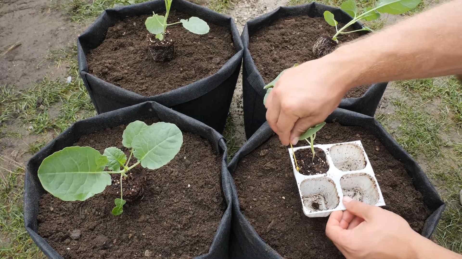 Grow Broccoli From Seed