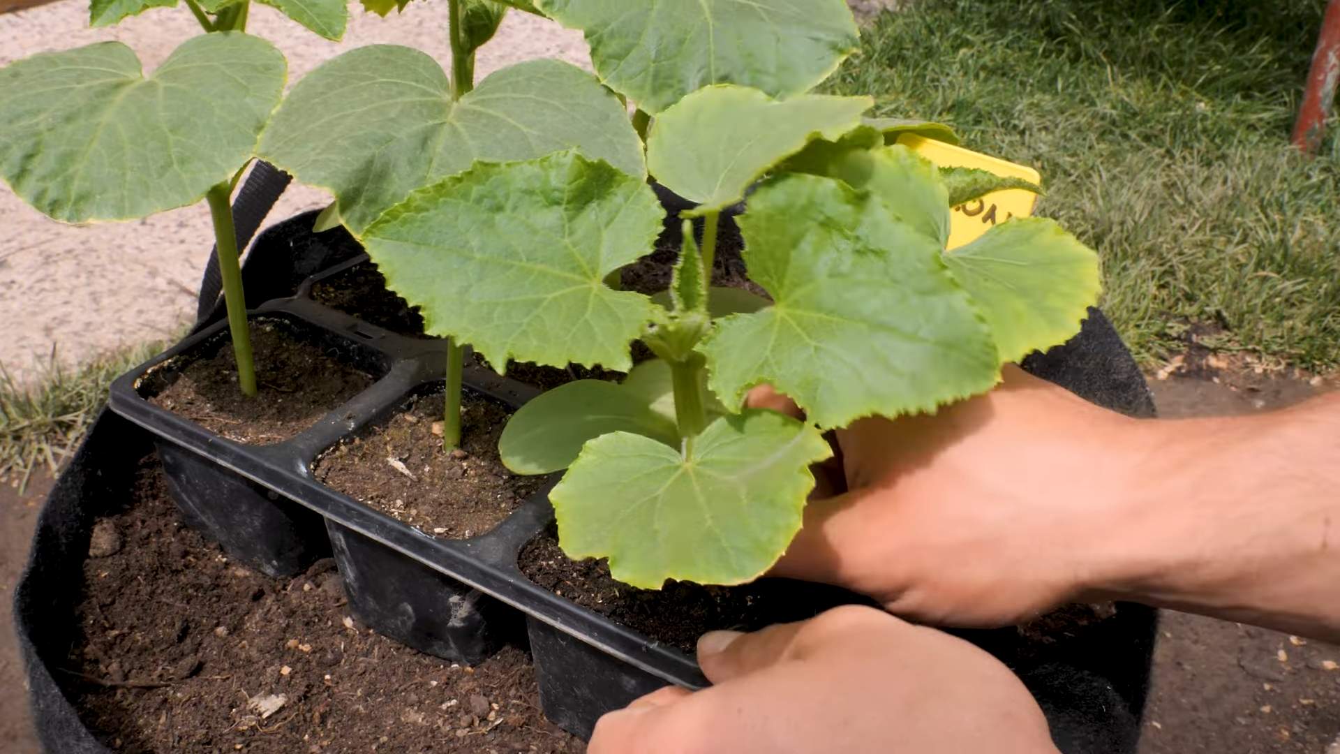 Grow Lemons Cucumbers
