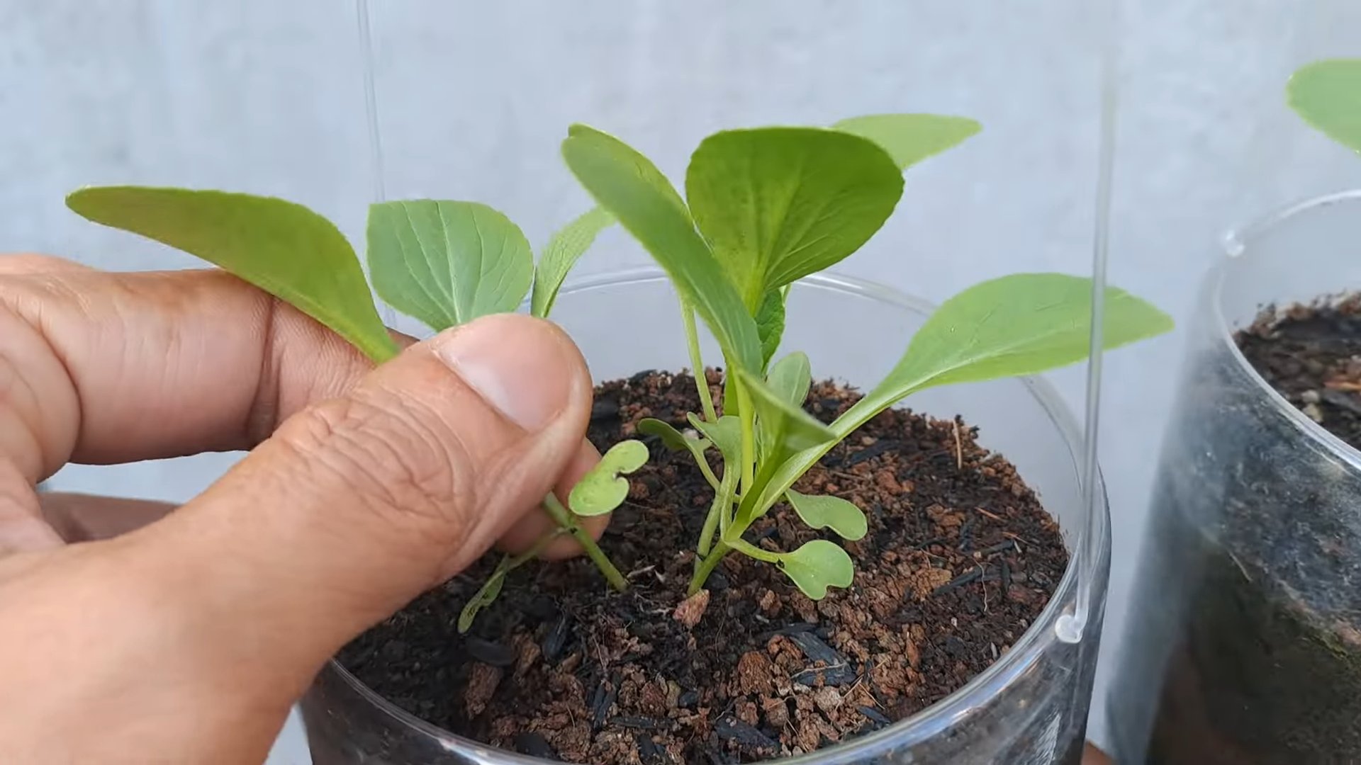 Grow Bok Choy Kitchen