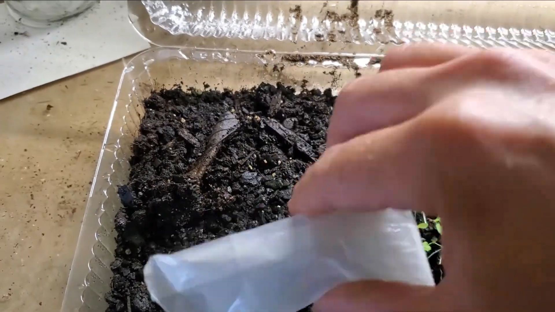 Starting Heuchera from Seed
