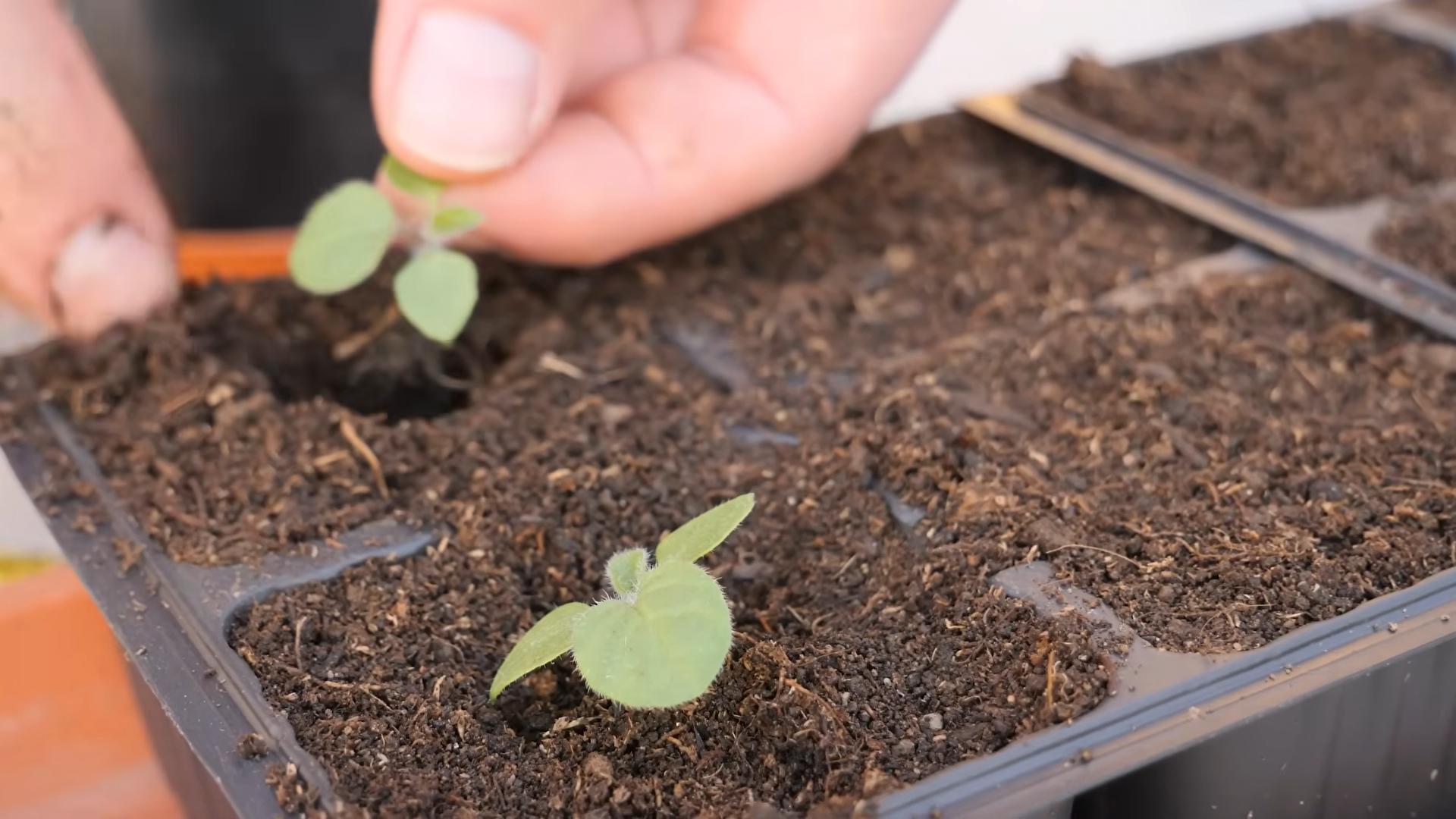 Grow Cape Gooseberries Backyard