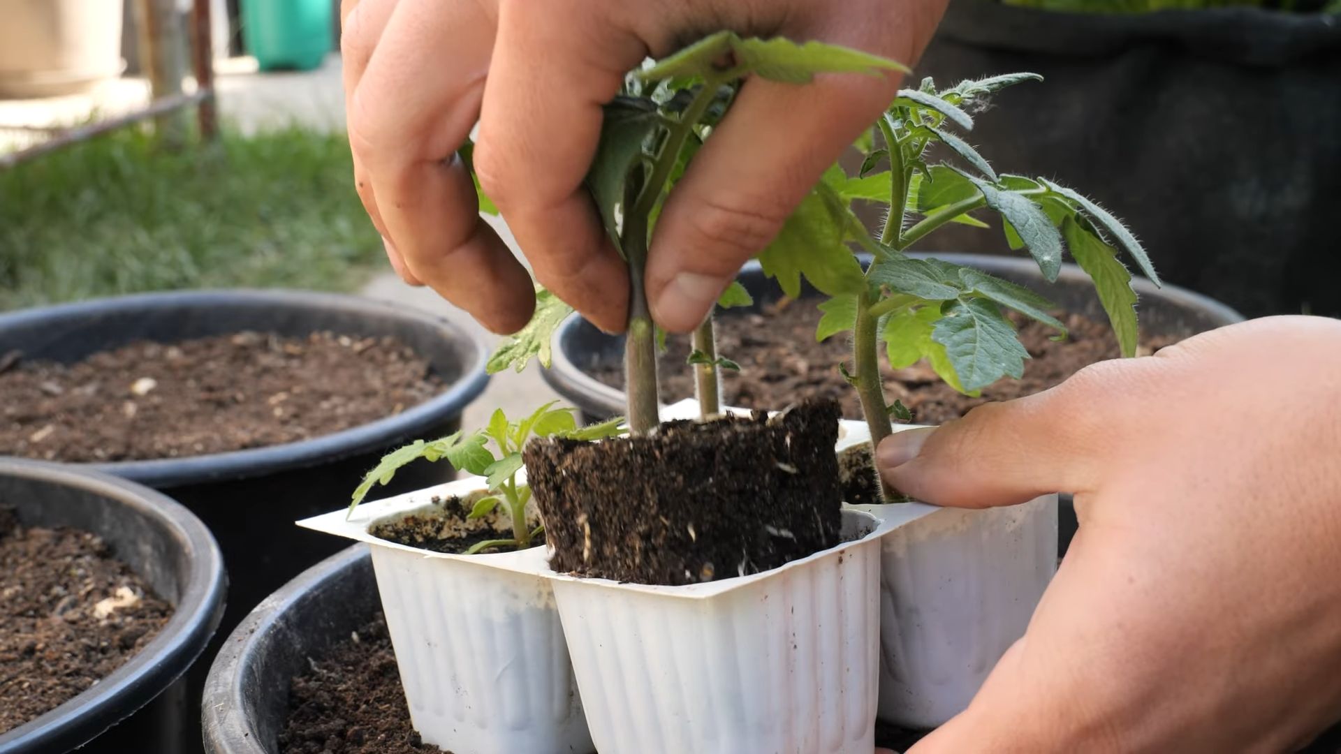 Grow Cherry Tomatoes Home