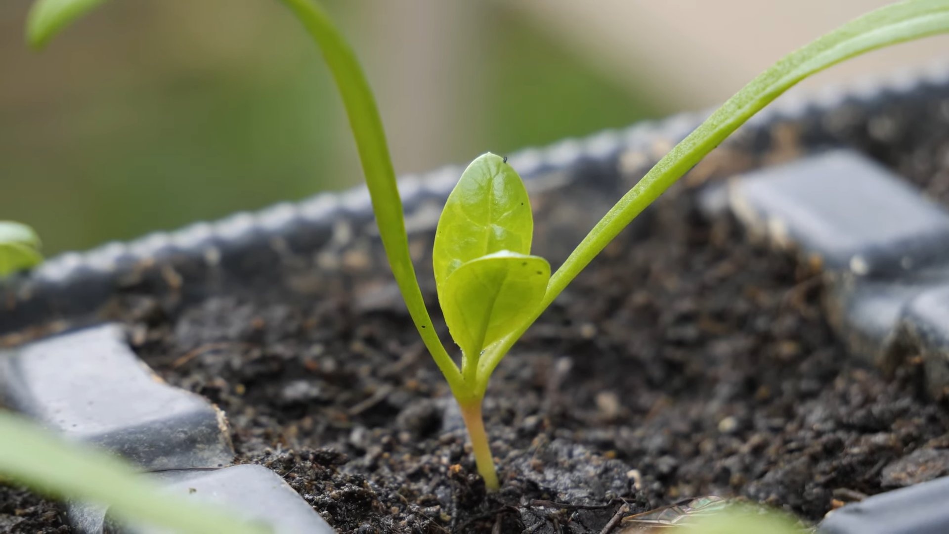 Growing Spinach in Planters
