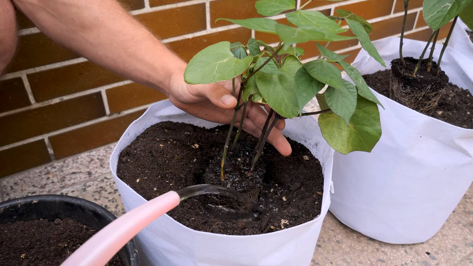 Purple Bush Bean Container Gardening