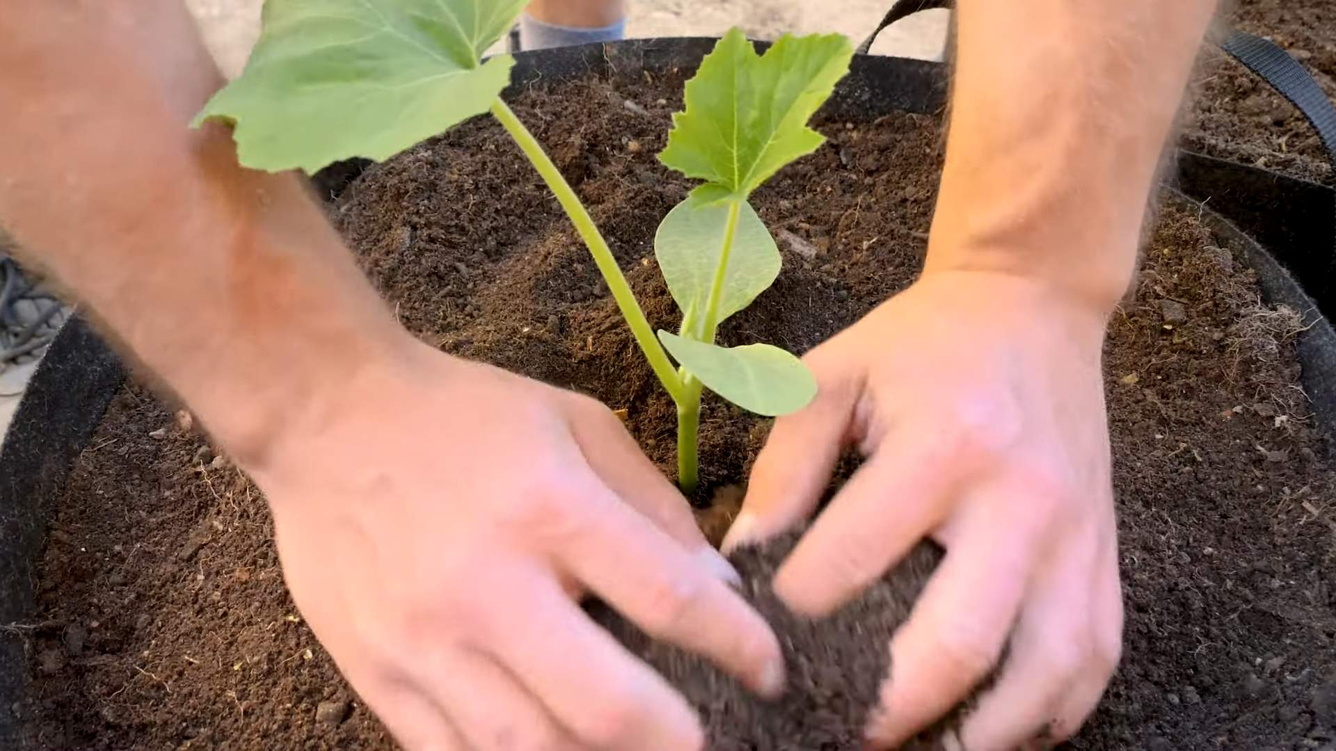 Summer Squash Harvest