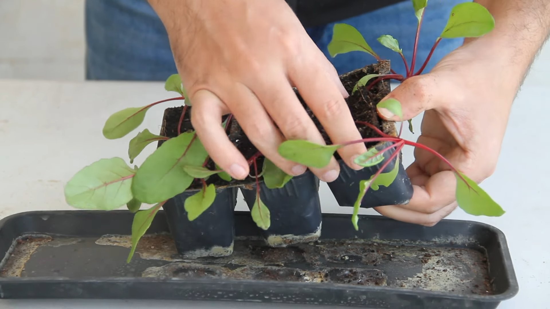 Growing beets in containers