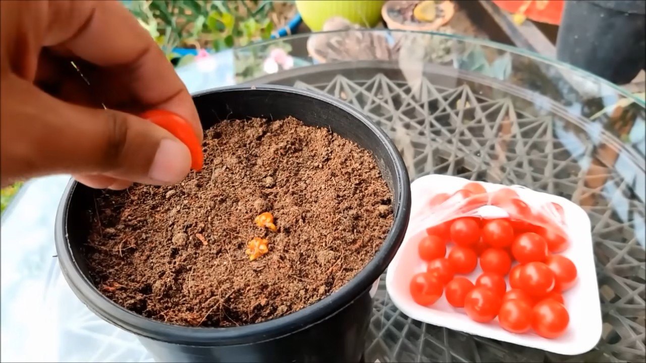 Grow Cherry Tomatoes Beginners