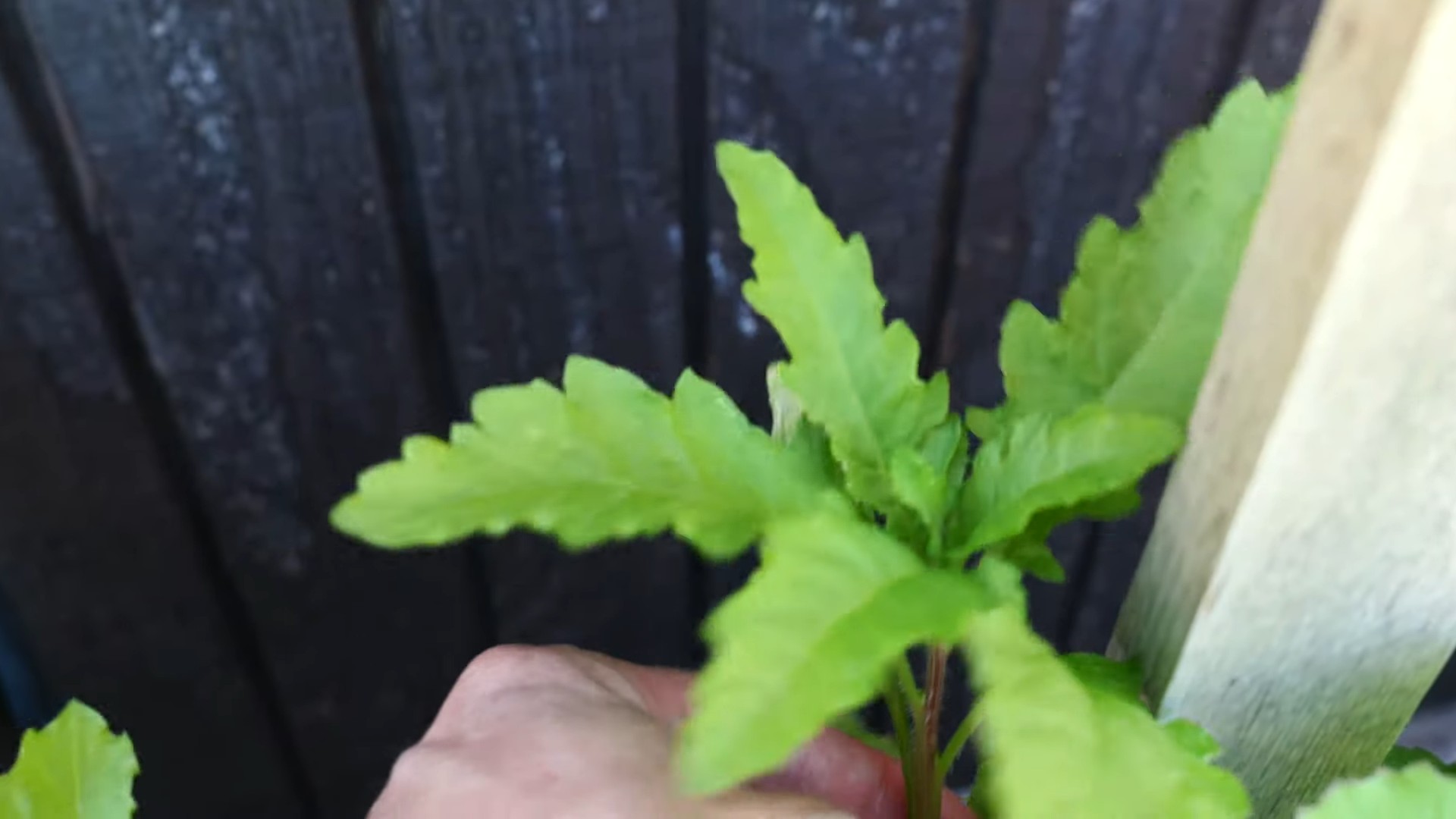Grow Epazote Herb Indoors