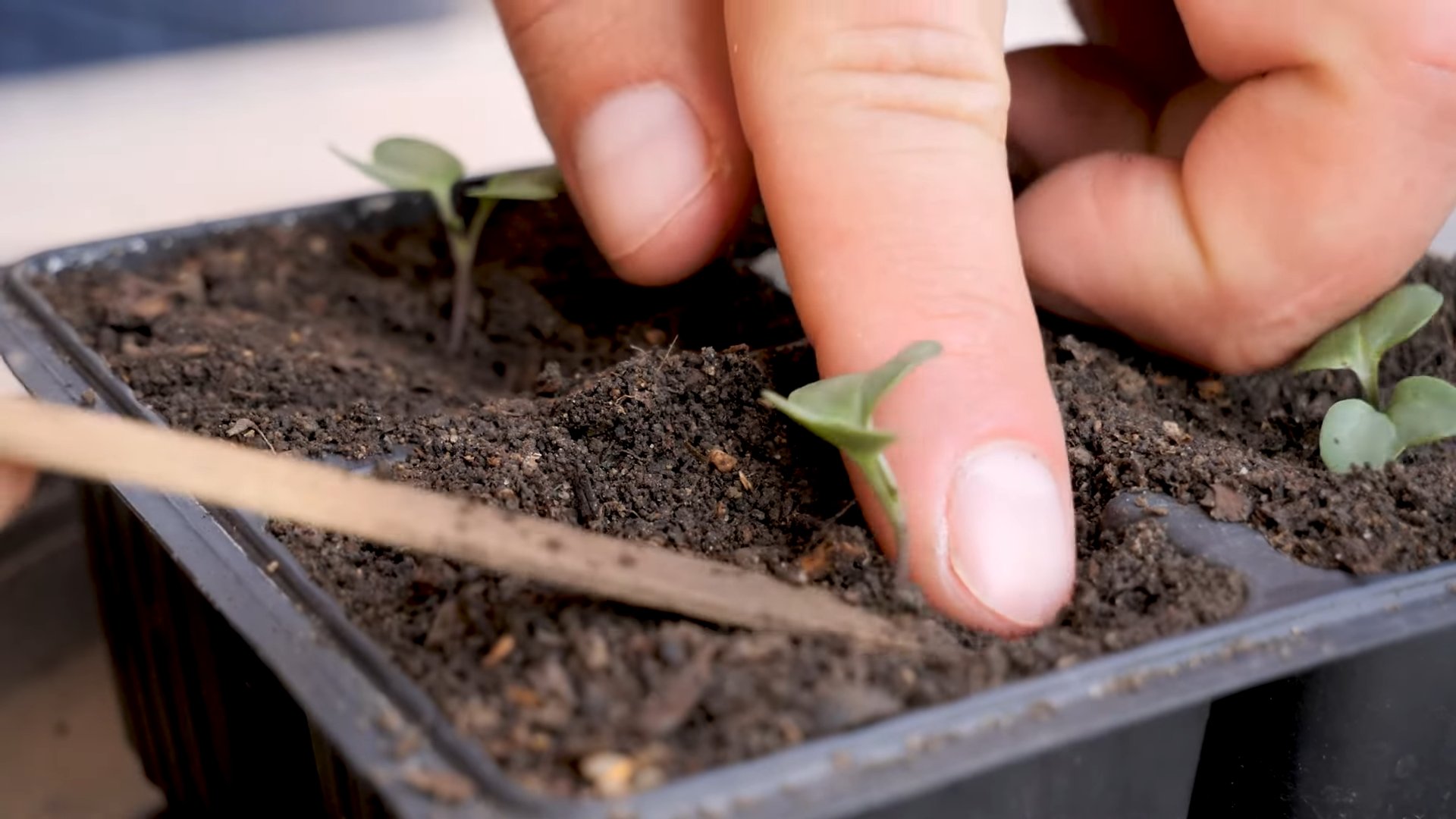 Growing Brussels Sprouts Container