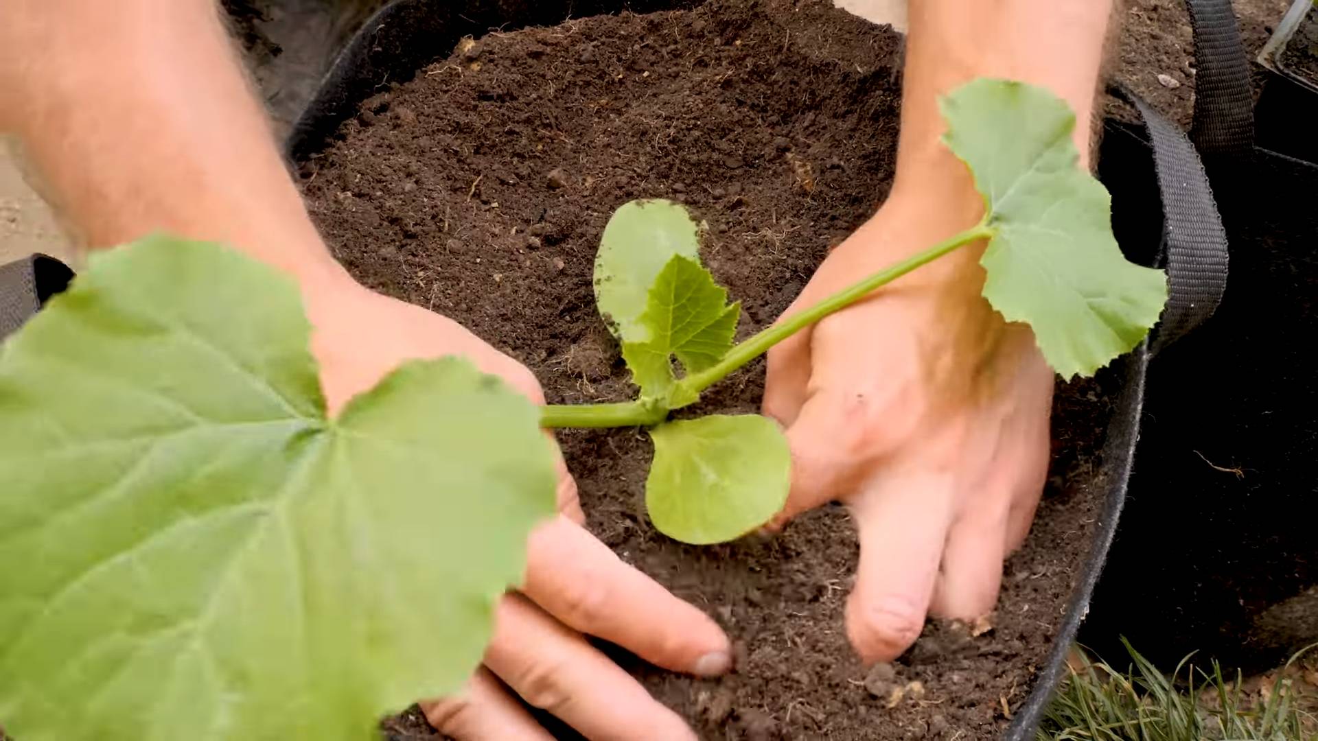 Grow Bags Zucchini Growing