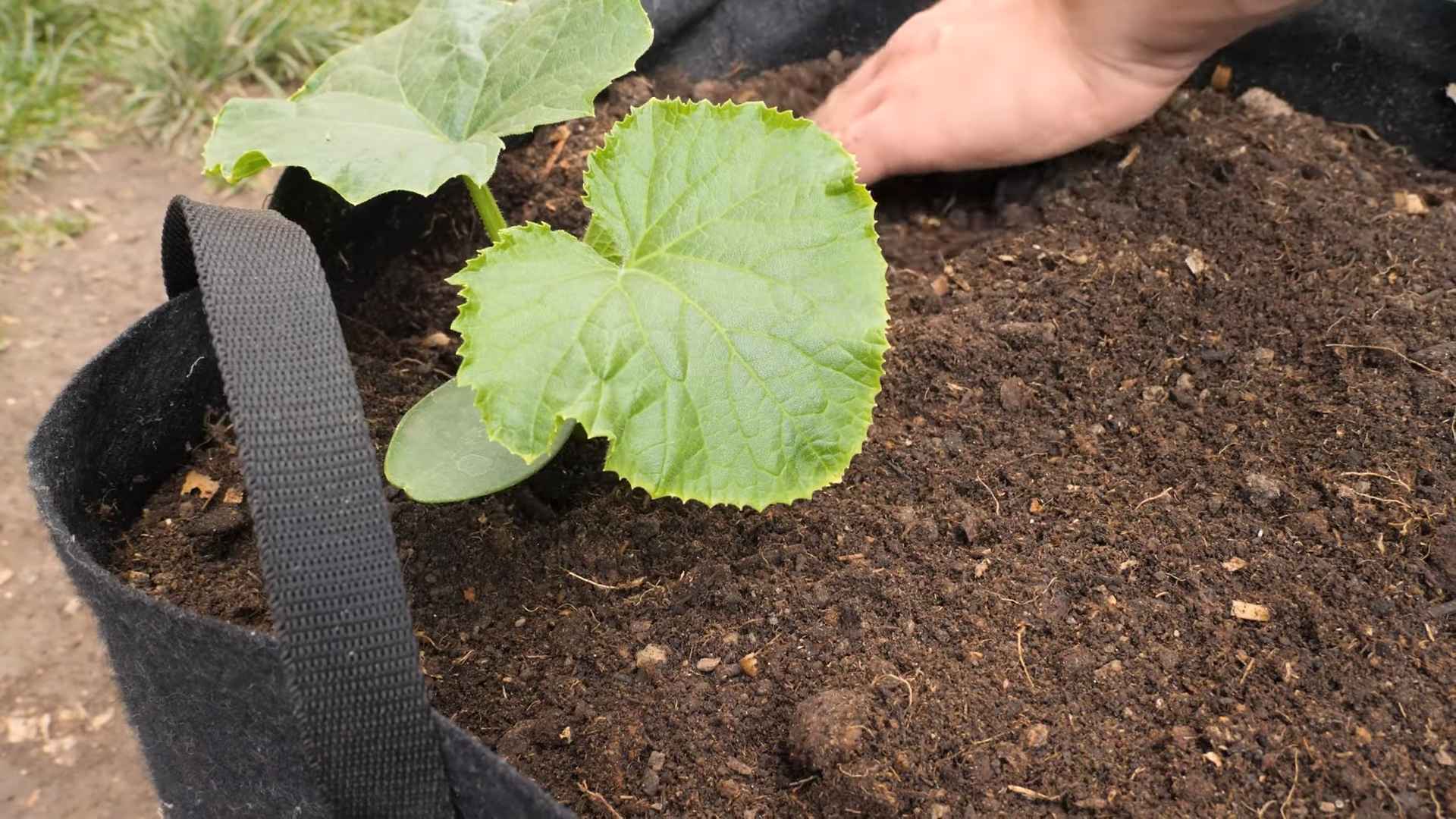 Grow Cucumbers Guide