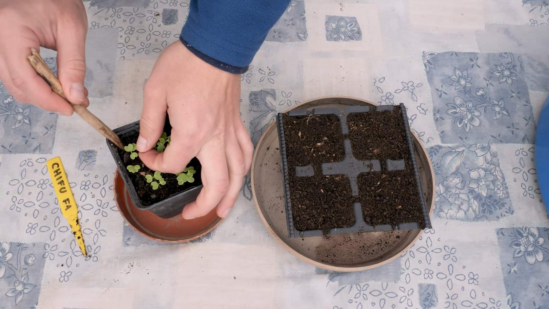 Bok Choy Grow Bags