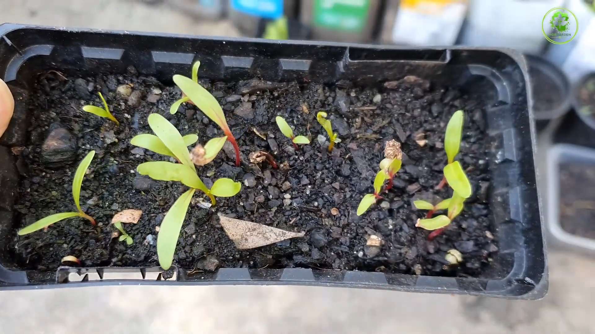 Swiss chard kitchen garden