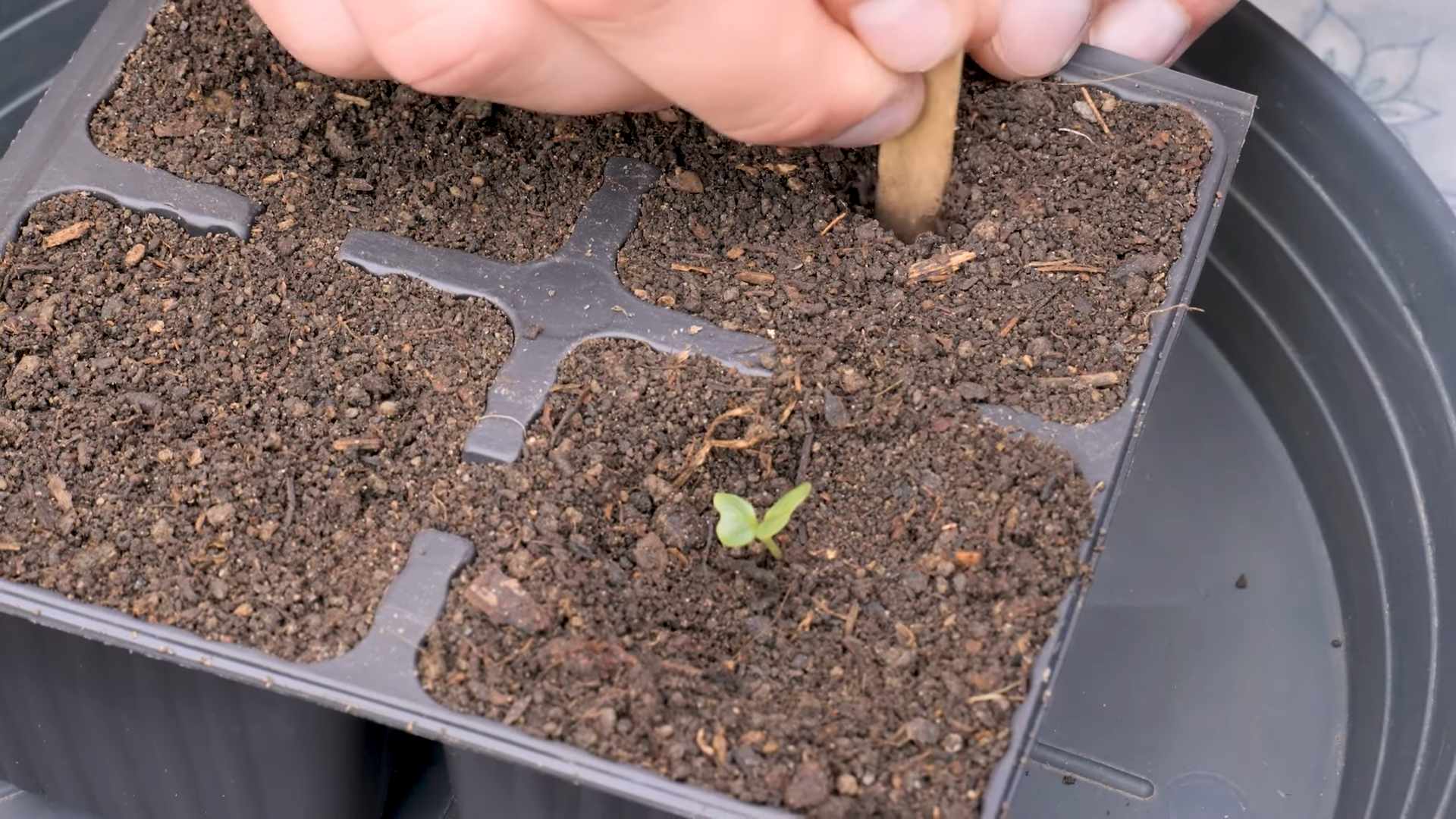 Grow Romanesco Cauliflower from Seed