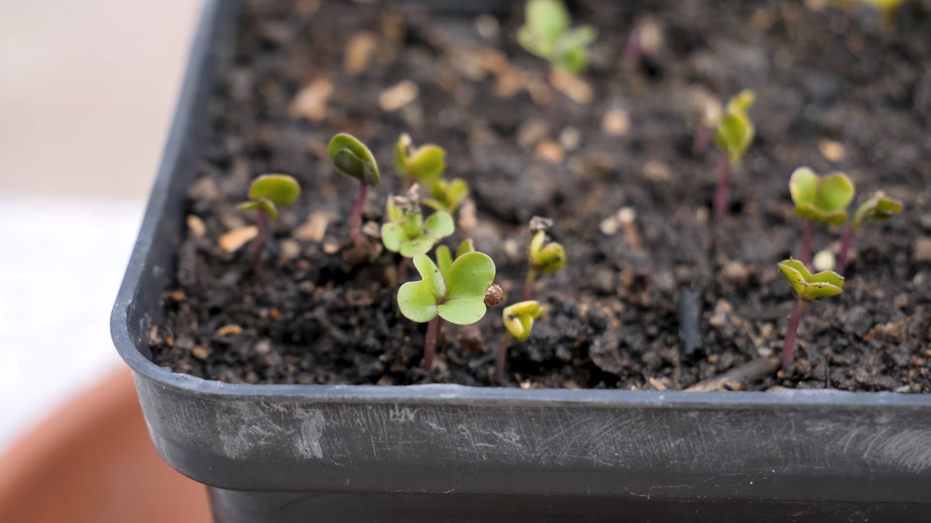 Purple Bush Beans Container Gardening