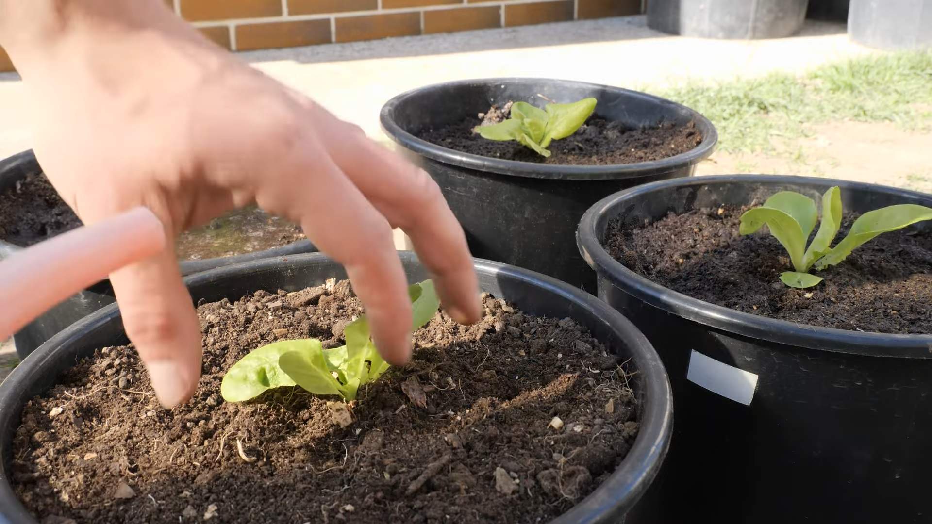 Grow Lettuce in Containers
