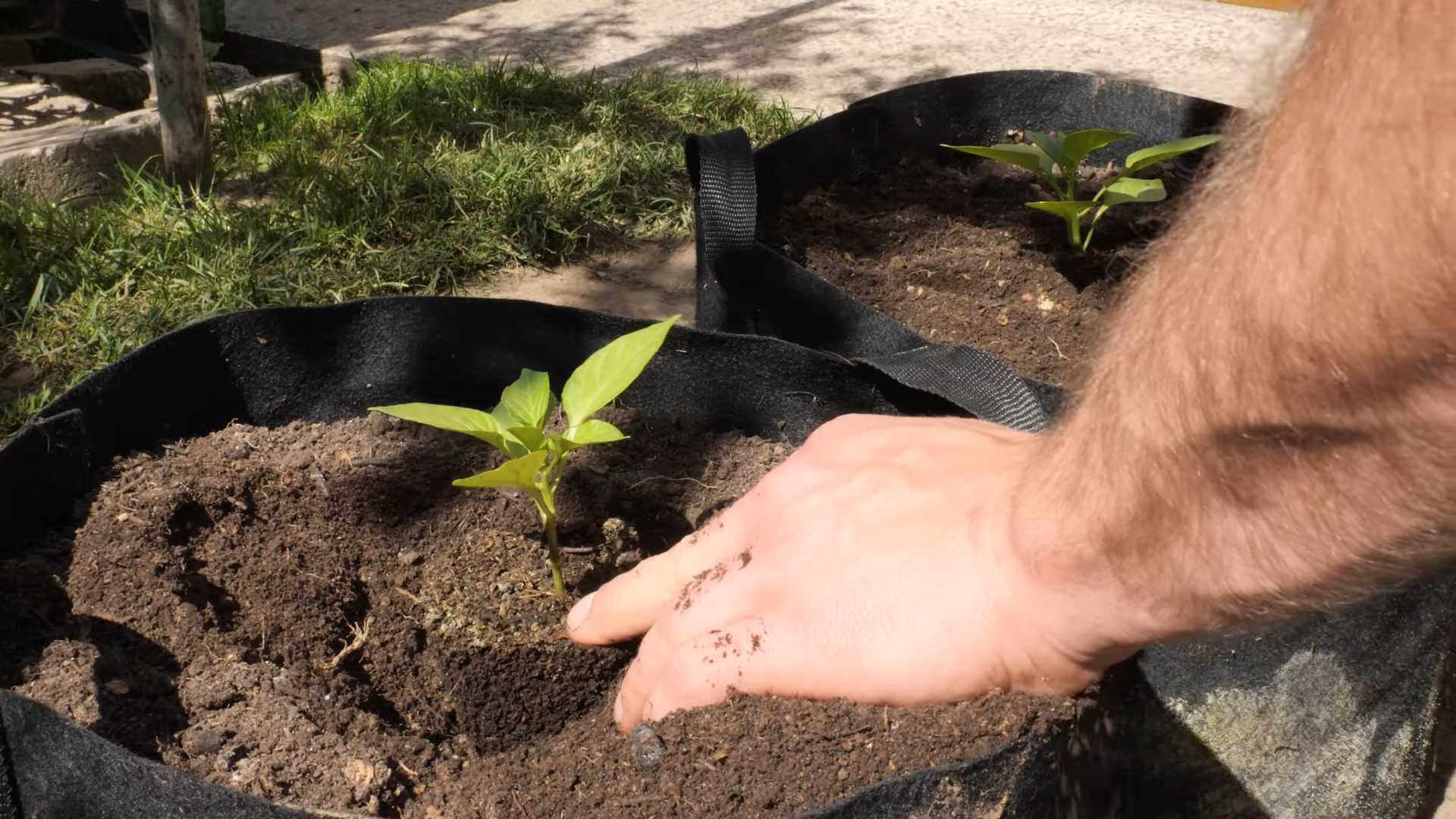 Grow Sweet Peppers