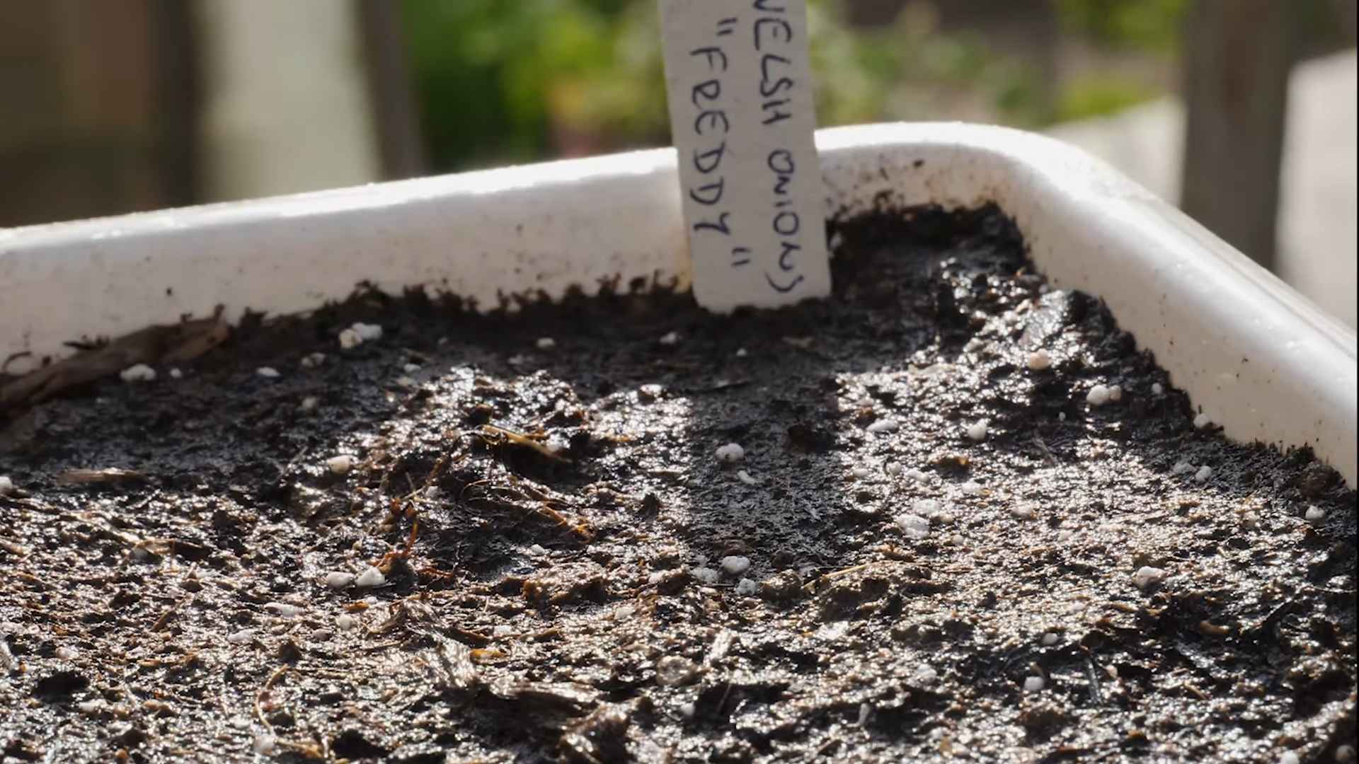 Growing Spring Onions Containers