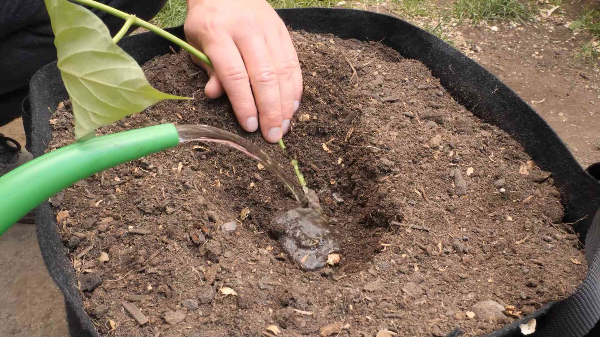 Growing Sweet Potatoes