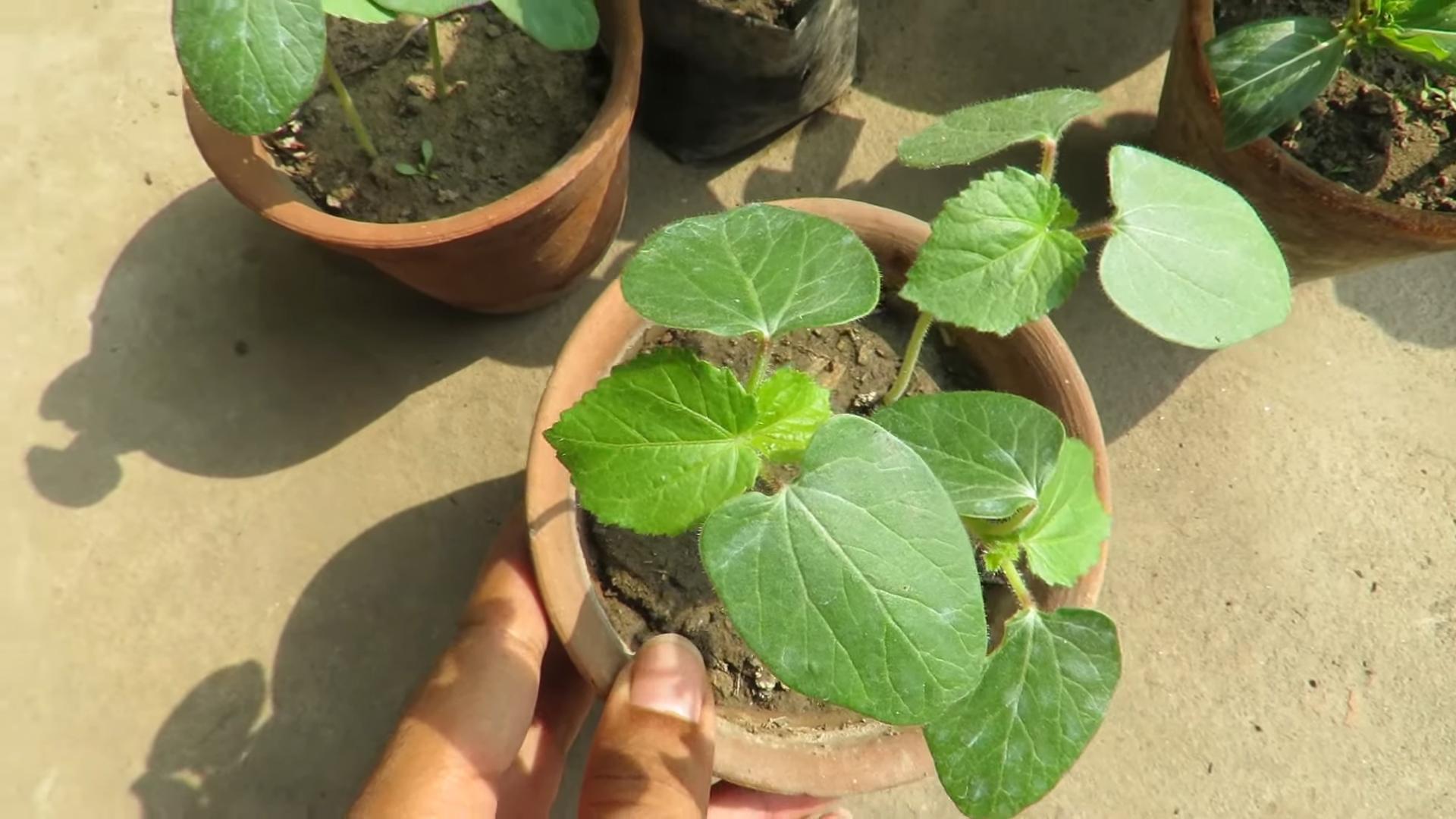 Harvesting Okra at Home